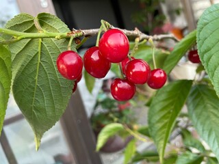 red berries on a branch