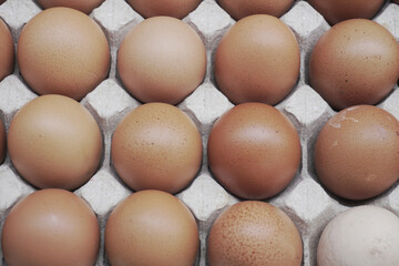 chicken eggs in carton 