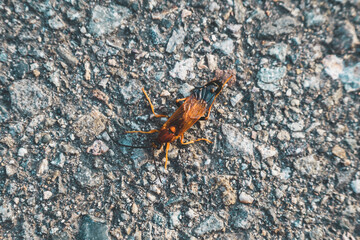 見たこともない虫