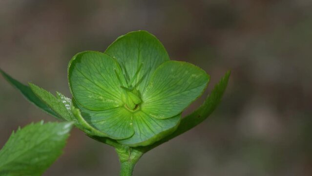 Green-flowered Hellebore in natural ambient (Helleborus dumetorum) - (4K)