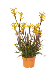 Anygozanthos en pot