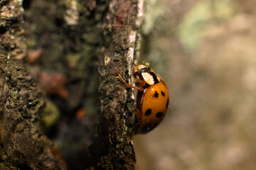 Ladybug on a tree trunk, macro photo.