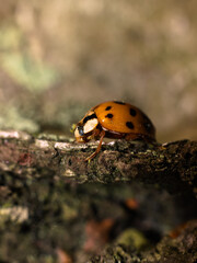 Ladybug on a tree trunk, macro photo.