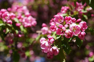 Blossoming apple tree background. Pink inflorescences and flowers on a fruity apple tree in the spring season. Selected focus