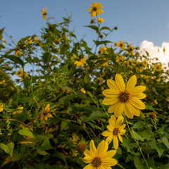 Sunflowers Bloom Against A Bright Blue Sky