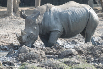 Fototapeta premium The white rhino is mammal and wildlife in garden