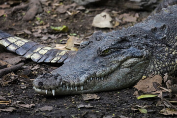 Close up crocodile is sleep and rest in garden