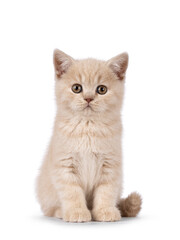 Obraz premium Cute cream British Shorthair cat kitten, sitting up facing front. Looking straight to lens. Isolated on a white background.