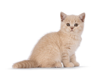 Cute cream British Shorthair cat kitten, sitting up side ways. Looking straight to lens. Isolated on a white background.