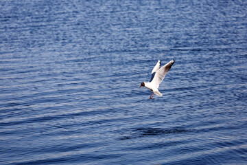 Fototapeta na wymiar Seagull flying over sea waves in search of fish