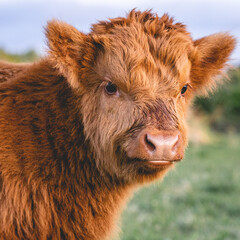 Fototapeta premium Highlander cows in the dunes of Wassenaar The Netherlands.