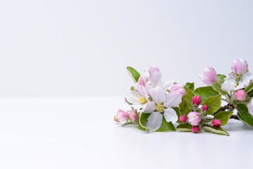 Isolated apple blossom copy space design copy space