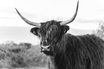 Highlander cows in the dunes of Wassenaar The Netherlands.