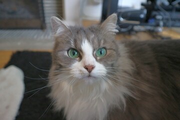 Beautiful and cute cat with fluffy, grey fur and pretty green eyes - looking at camera