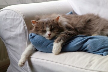 Beautiful and cute cat with fluffy, grey fur and pretty green eyes - sleeping on blue pillow with paws spread