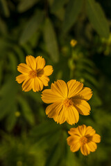 A view from above three yellow cosmos flowers beautifully blooming.
