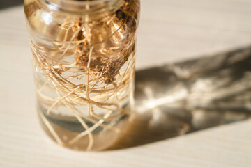 Small avocado tree germinating from seed 