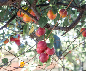 Tree full of plums