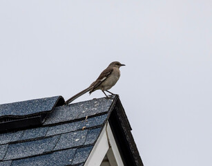 bird on a fence