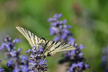 Scarce swallowtail butterfly close up on a flower