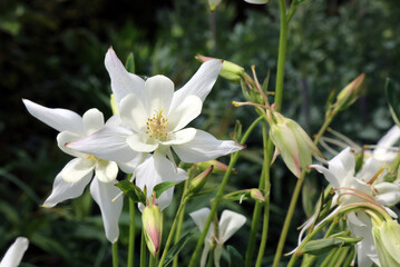 White Common Columbine flowers, Derbyshire England
