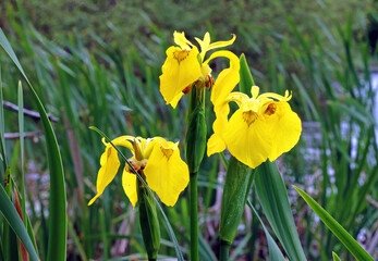 Trio of Yellow flag iris blooms, Derbyshire England

