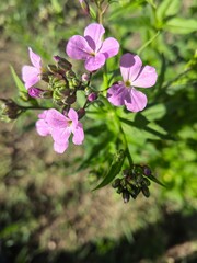 Blooming purple flowers