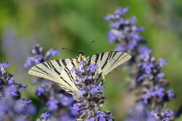Scarce swallowtail butterfly close up on a blue wildflower