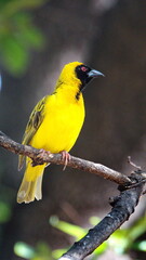 Obraz premium Male Southern masked weaver (Ploceus velatus) perched in a tree in a backyard in Pretoria, South Africa