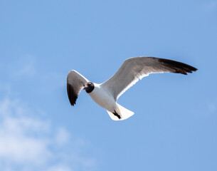 seagull in flight
