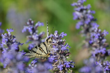 Scarce swallowtail butterfly close up on a blue wildflower