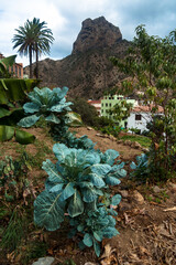 Vallehermoso, La Gomera, Canary Islands, Spain: Vegetable growing with palm and mountain backdrop