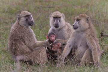 baboon mother and baby - Powered by Adobe