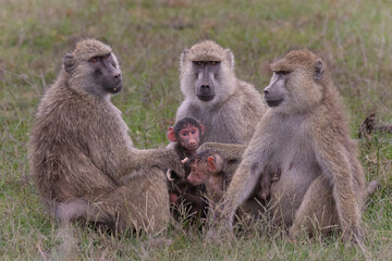 baboon mother and baby