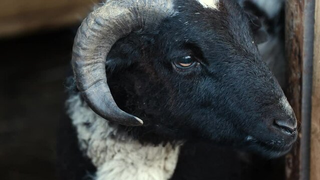 Young Black Ram With Horns Chewing Inside The Farm Cage. Close Up