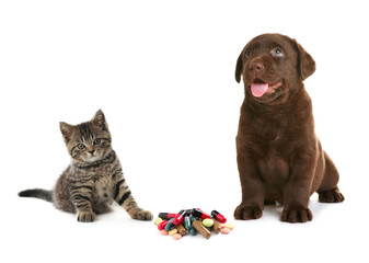 Vitamins for pets. Cute dog with cat and different pills on white background