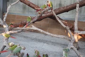 little cute and colorful parrots looking for food to eat
