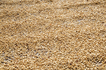 Coffee from our Colombian land