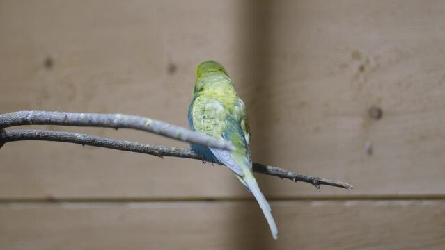 Back View Of A Budgerigar Perching On Wood. close up