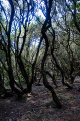 Fototapeta na wymiar La Gomera, Canary Islands, Spain: the Garajonay National Park