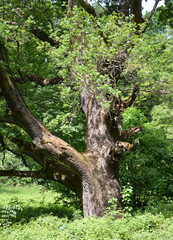 Sehr alte Eiche