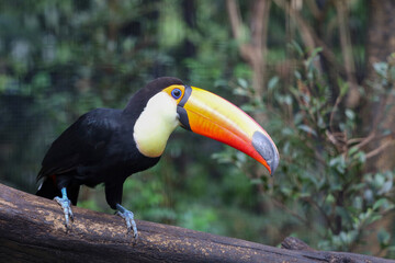 Naklejka premium The toco toucan bird on the wood tree in forest