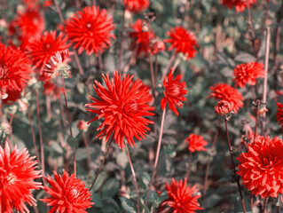 Red dahlia flowers on green field background. Bouquet of red daisy flower. Red chrysanthemum on green grass surface. Summer garden background. Autumn green filed landscape. Flowers growing on meadow.