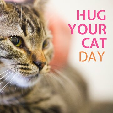 Composite image of hug your cat day text with tabby cat, copy space