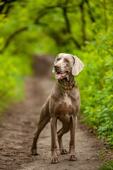 Hunting dog breeds forest, spring