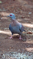 Speckled pigeon (Columba guinea) eating bird seed on the ground in a backyard in Pretoria, South Africa