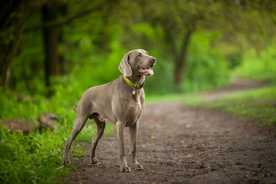 Hunting dog breeds forest, spring