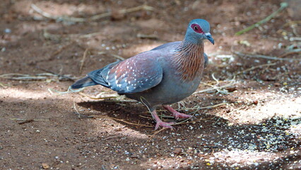 Speckled pigeon (Columba guinea) eating bird seed on the ground in a backyard in Pretoria, South Africa