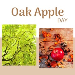 Composite image of apples and tree with oak apple day text, copy space