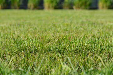 Beautiful lawn with green grass outdoors on sunny day, closeup